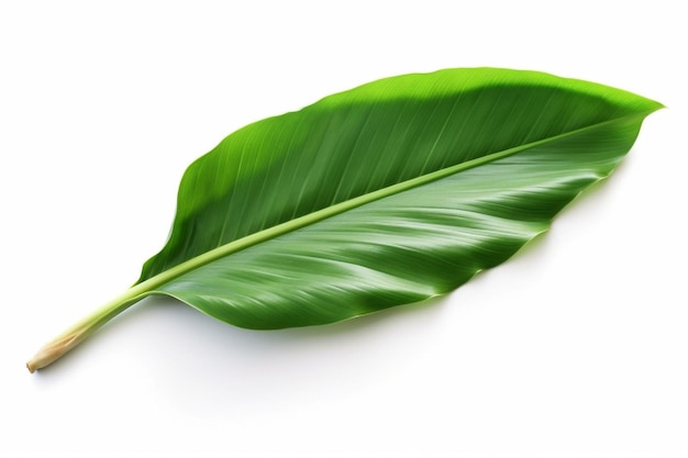 Green banana leaf isolated on white background