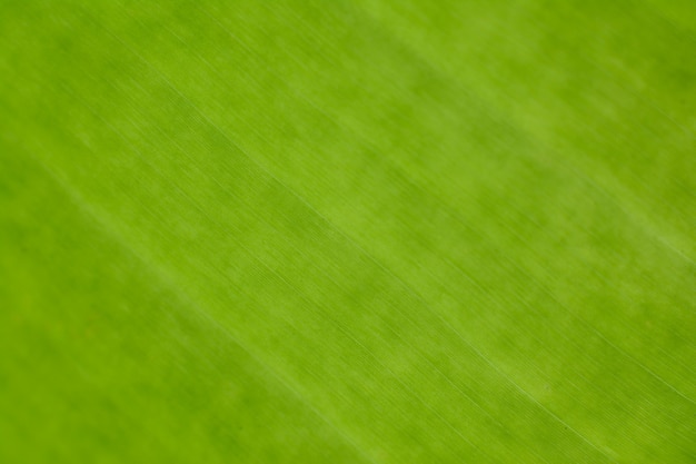 green banana leaf nature background blur selective focus