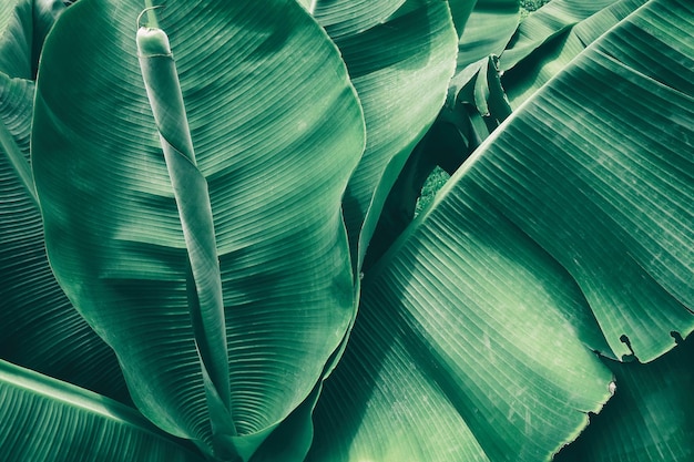 Green banana leaf texture background