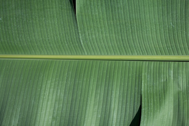 Green banana leaf texture or natural background