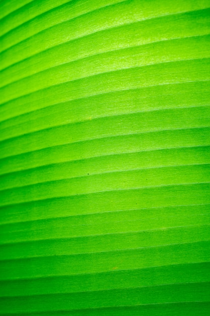 Green banana leaf