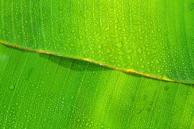 green banana leaf