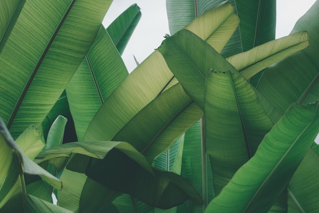 Green banana leaf