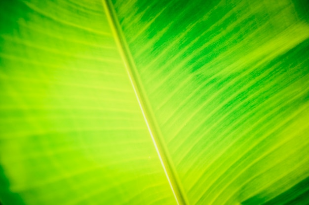 Green banana leaves for background 