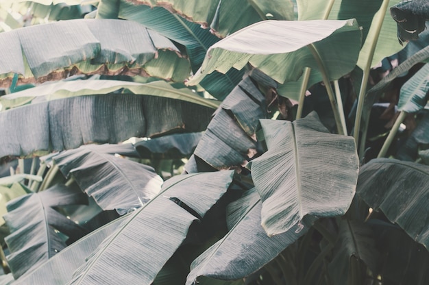 Green banana leaves Rainforest with banana palm tree leaves