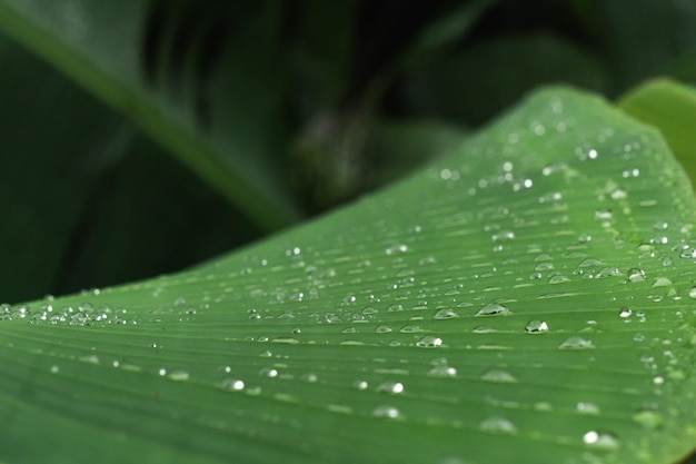 Green banana tree leaf with dew drops