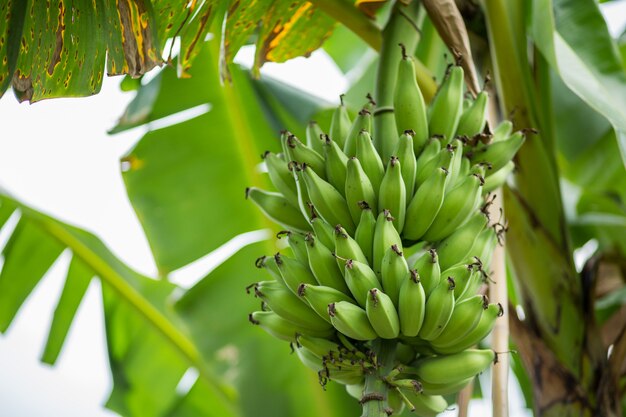 Green bananas on banana Tree.