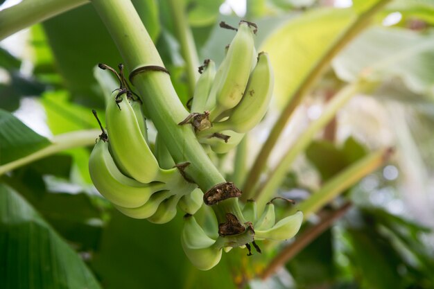 green bananas on a branch close-up