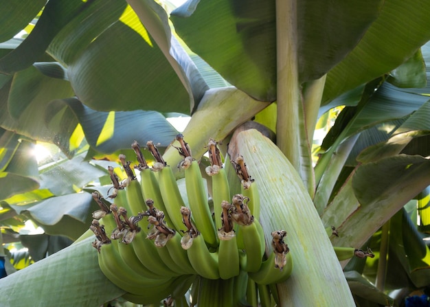 Green bananas in the garden on the banana tree agriculture plantation in thailand summer fruit