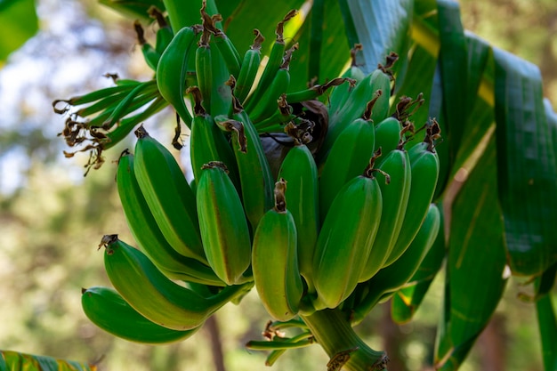 Green bananas ripen on a branch among leaves. Organic bananas grow on the banana tree.