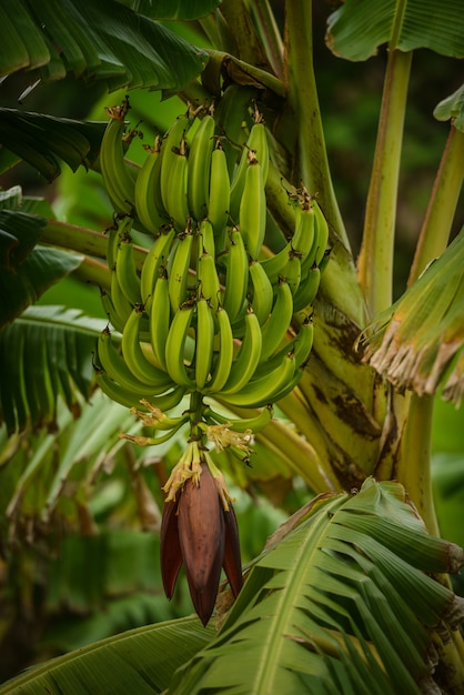 Green bananas