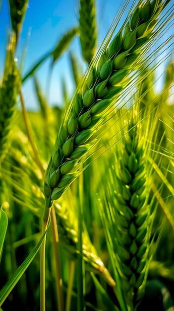 Green barley spike closeup Green wheat full grain Close up of an ear of unripe wheat AI Generative