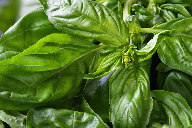 Photo green basil basil closeup basil texture natural vegetation background selective focus