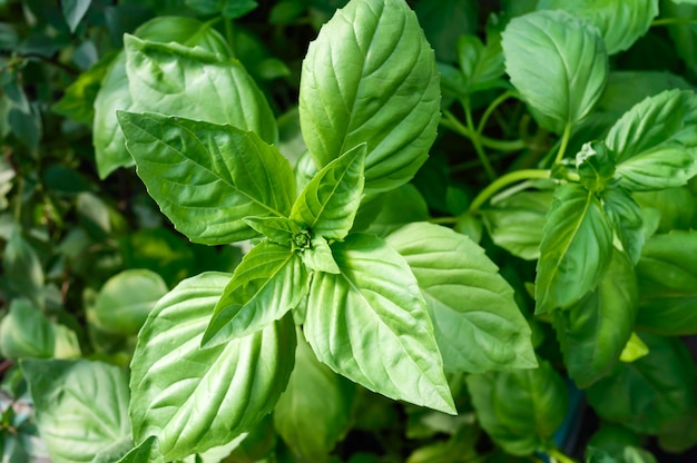 Green basil grows in the garden. Popular spicy herbs.