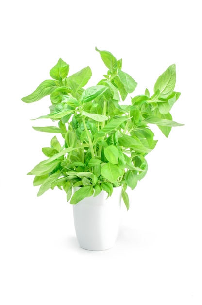 Green basil isolated on white background cutout