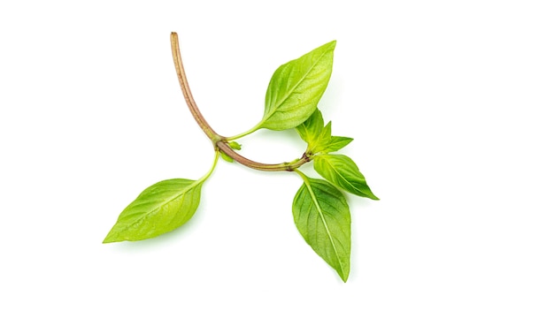 Green basil leaves. View from the top.