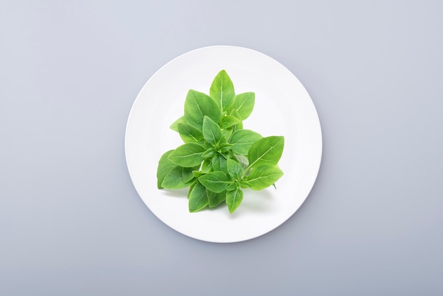 Green basil leaves on a white ceramic plate Still life with minimal composition