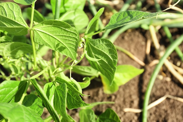 Green bean growing in garden