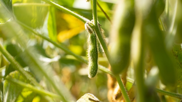 Green bean pods growing in a field agriculture