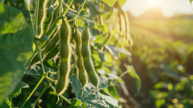 Photo green beans in a field with the sun shining through the background