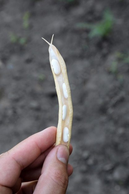 Green BeansDry bean pod in hand on blurred background