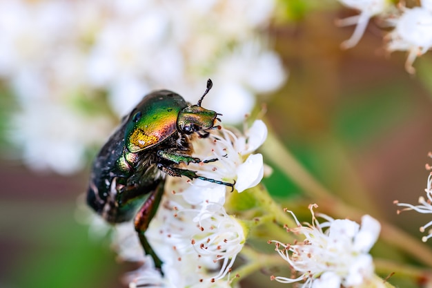 Green beautiful beetle sits on a white flower in a summer garden