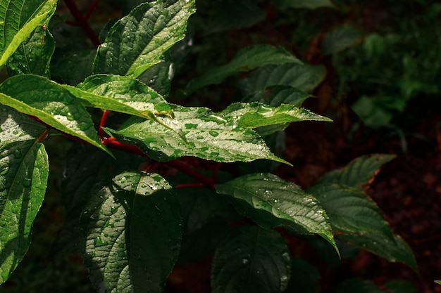 Green beautiful leaves in sunlight with raindrops