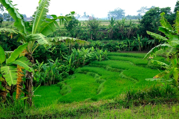 Green and Beautiful Terraced Rice Fields