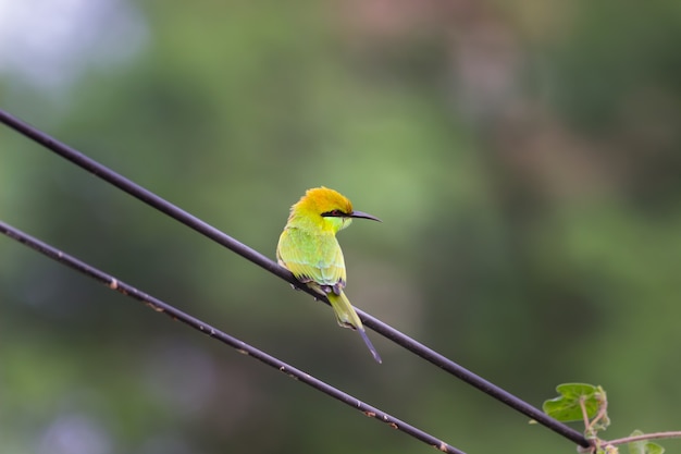 A Green Bee Eater perched on a cable wire and looking away in a soft blurry background