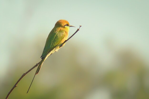 A Green Bee Eater perched on a thin branch of a plant and looking away in a soft blurry background 