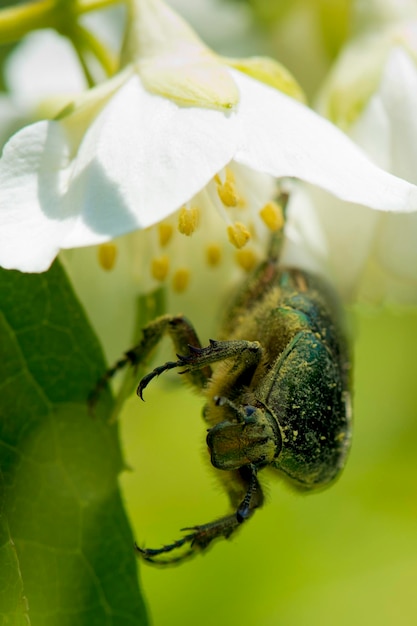 A green beetle close up portrait