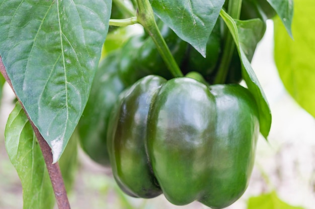 Green bell pepper on a bush in a greenhouse Growing natural vegetables on the farm