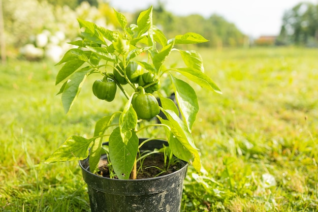 Green bell pepper fruit hangs on small plant growing in ceramic pot outdoor selective focus theme of