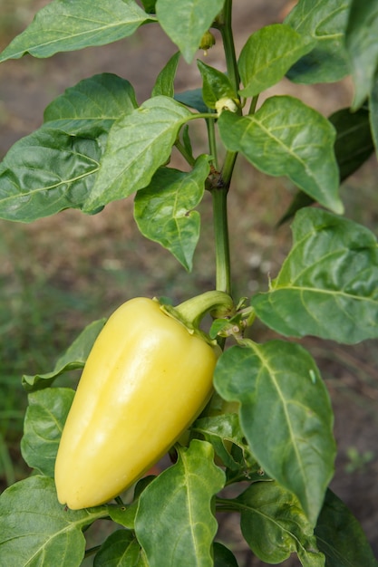 Green bell pepper growing on bush in the garden. Bulgarian or sweet pepper plant. Shallow depth of field. Top view.