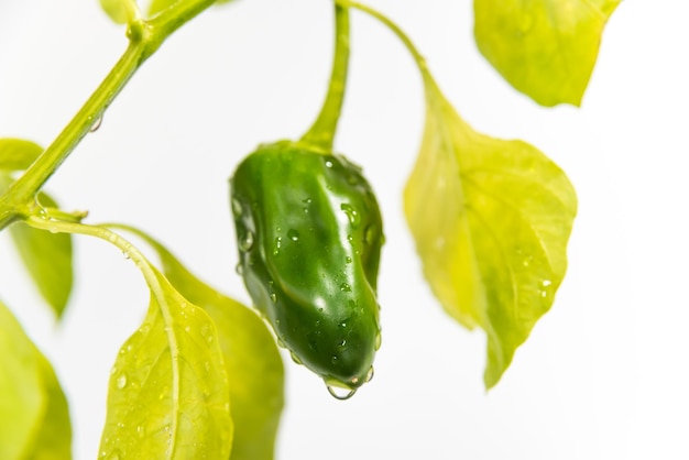 Green bell pepper growing with water droplet falling on the tip gardening concept earth day