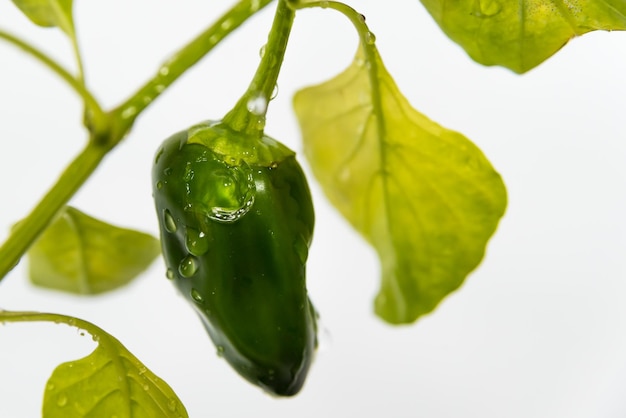 Green bell pepper growing with water droplet gardening concept earth day