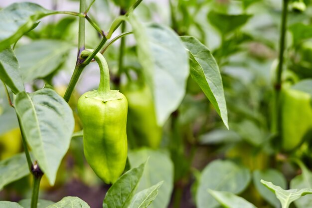 Green bell pepper grows on the bushes in the vegetable garden