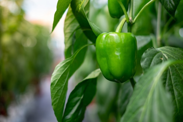 Green bell pepper hanging on plant in garden