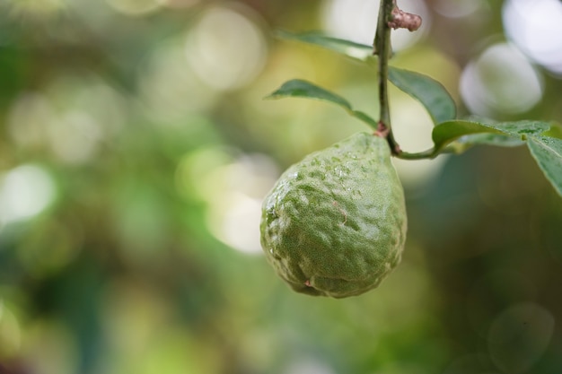 Green bergamot on tree