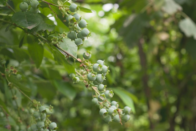 Green berry bushes of blueberries closeup with selective focus and green spaces