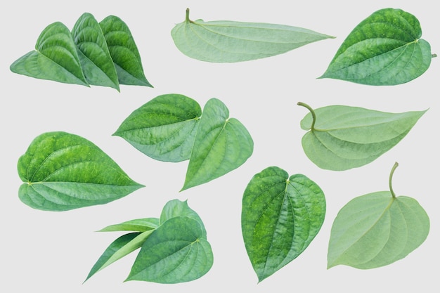 Green betel leaf isolated on the gray background with clipping path.