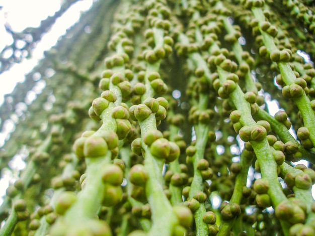 Green betel nut group