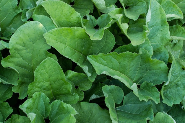 Green big burdok bush leaves texture. Decorative plant image. Summer garden detail.