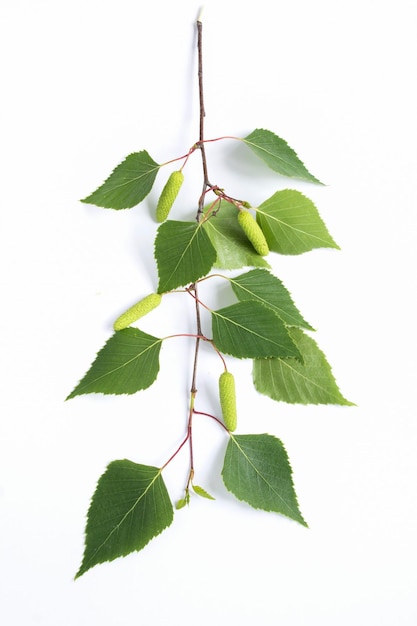 Green birch branch on the white background Closeup Locatopn vertical