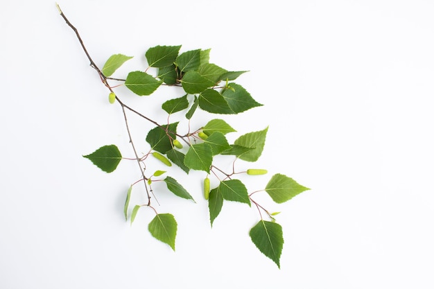 Green birch branch on the white background Closeup Top view