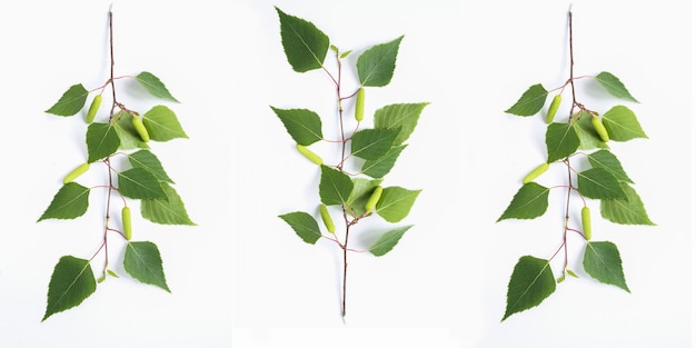 Green birch branch on the white background Closeup