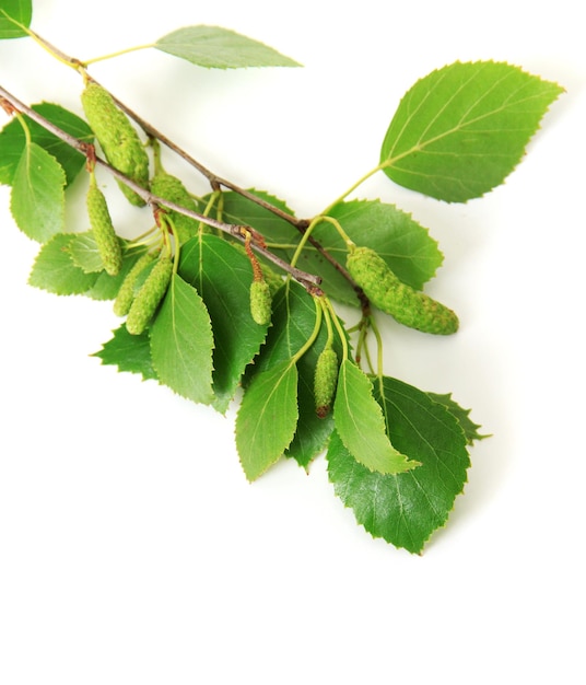 Green birch leaves isolated on white