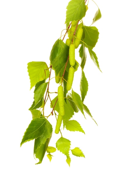 Green birch leaves isolated on white