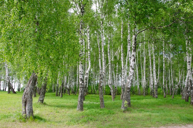 Green birches in summer. Outside the city.