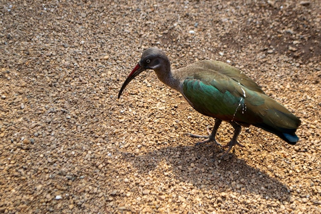 A green and black bird with a long beak